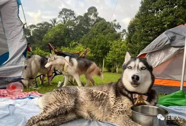 群伴佳人至三更，虎落平阳犬守夜。，随风附水污一回，多少英雄叹此生打一个准确生肖，前沿解答解释落实_yn56.59.84